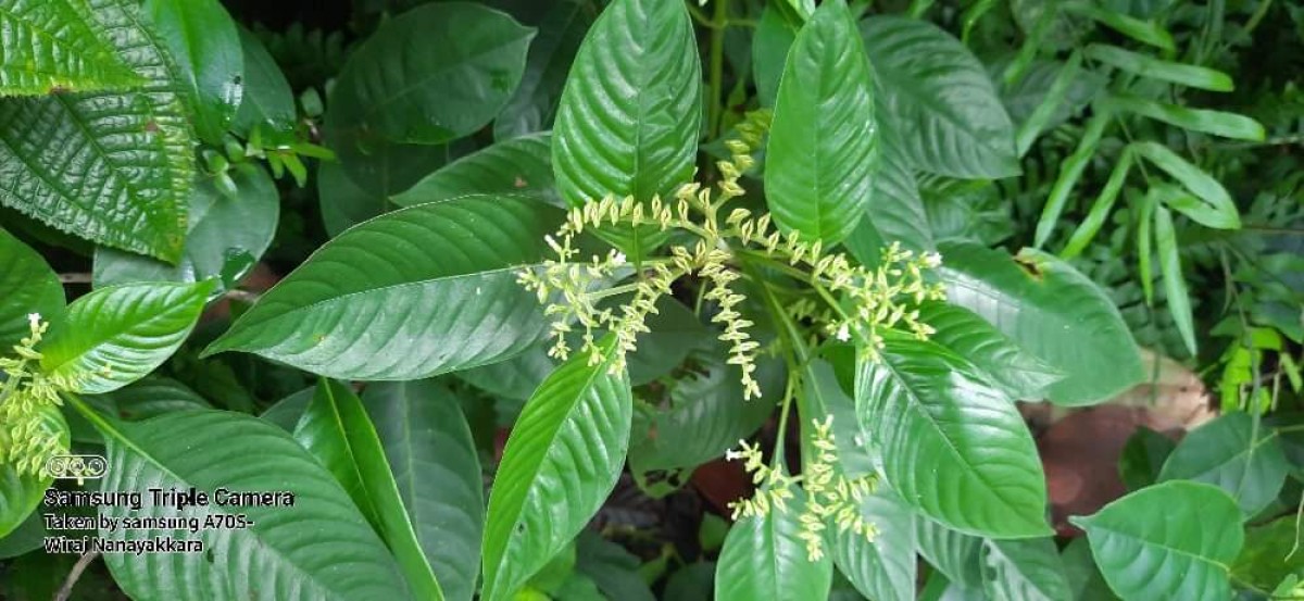 Ophiorrhiza mungos L.